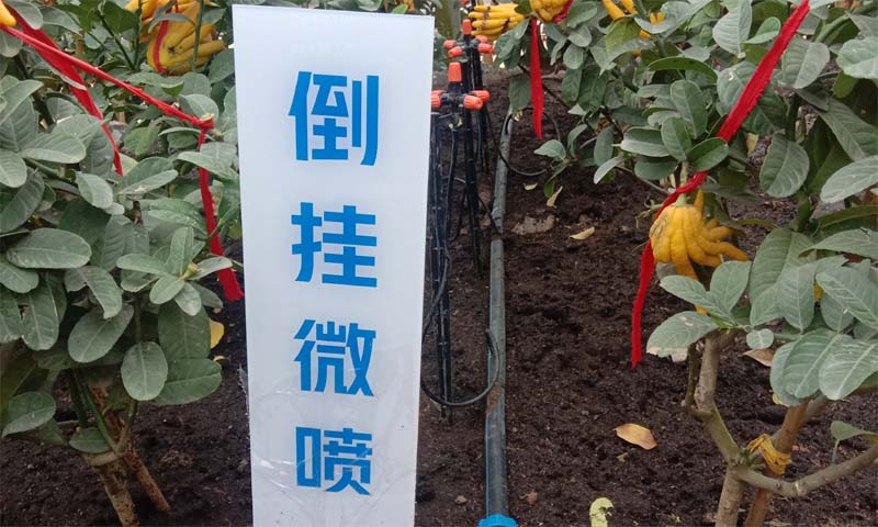 倒掛微噴